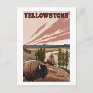 YellowstoneBison Scene Briefkaart