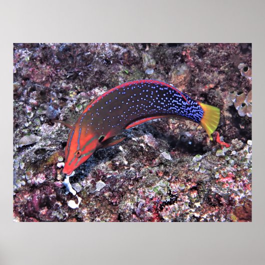 Yellowtail Coris Wrasse Poster (Voorkant)