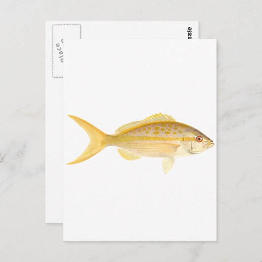 Yellowtail Snapper Logo Briefkaart (Voorkant / Achterkant)