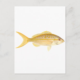 Yellowtail Snapper Logo Briefkaart