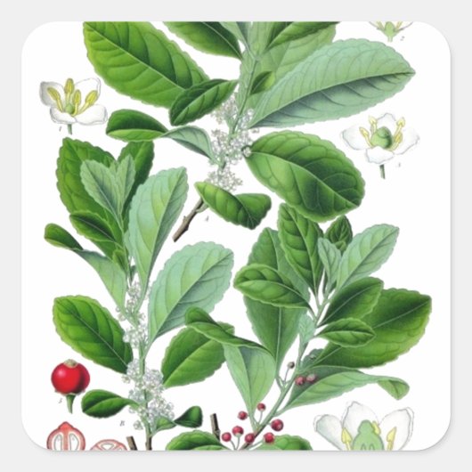 Yerba Mate Vierkante Sticker (Voorkant)