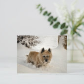 Yeti Briefkaart (Staand voorkant)