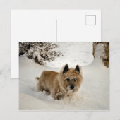 Yeti Briefkaart (Voorkant / Achterkant)