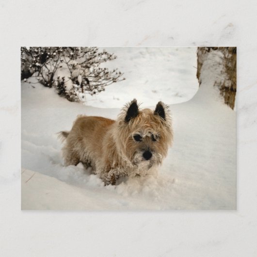 Yeti Briefkaart (Voorkant)