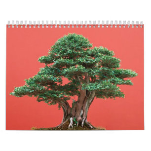 Yew bonsai kalender