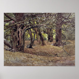 Yews in the Old Yew Wood Poster