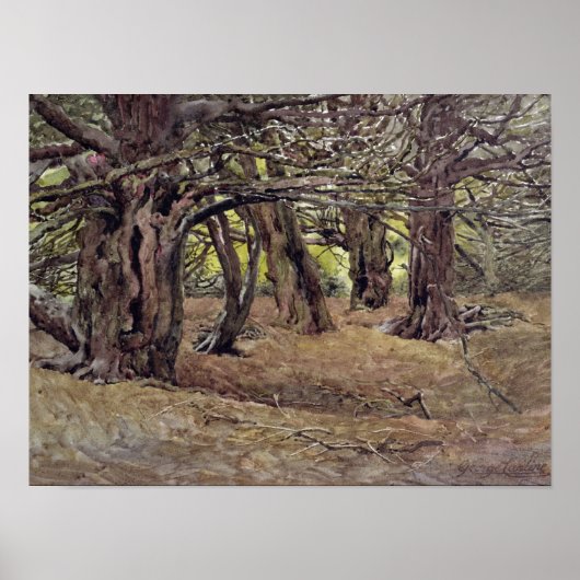 Yews in the Old Yew Wood Poster (Voorkant)