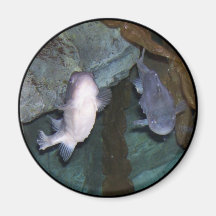 Yin Yang Vis Foto Magneet