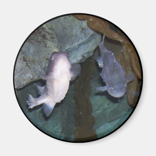 Yin Yang Vis Foto Magneet (Voorkant)