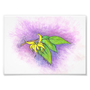 Ylang Ylang Illustratie Foto afdrukken