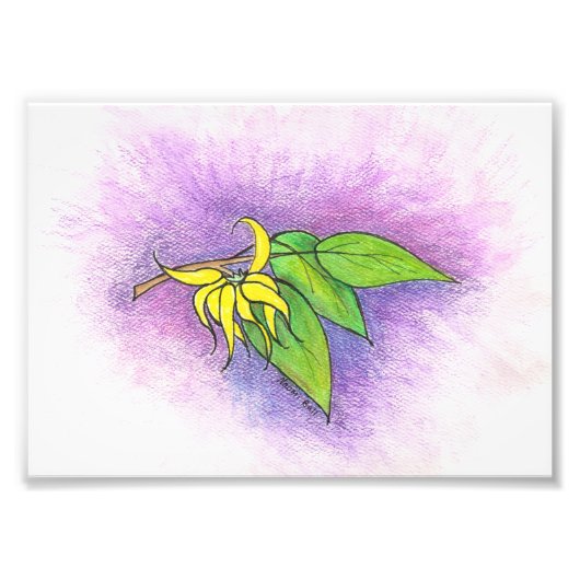 Ylang Ylang Illustratie Foto afdrukken (Voorkant)