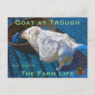 YNOTME VAN GOGHISH GOAT AT TROUGH2 BRIEFKAART
