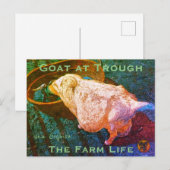 YNOTME VAN GOGHISH GOAT AT TROUGH2a Briefkaart (Voorkant / Achterkant)