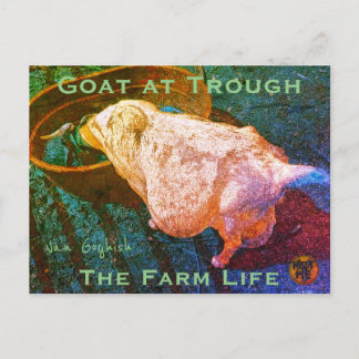 YNOTME VAN GOGHISH GOAT AT TROUGH2a Briefkaart