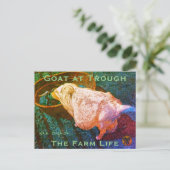 YNOTME VAN GOGHISH GOAT AT TROUGH2a Briefkaart (Staand voorkant)