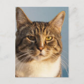 Yoda Briefkaart (Voorkant)