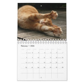 Yoga Cat Kalender (Feb 2026)