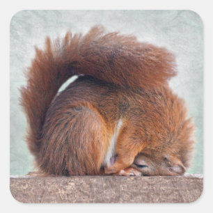 Yoga Eekhoorn Sticker