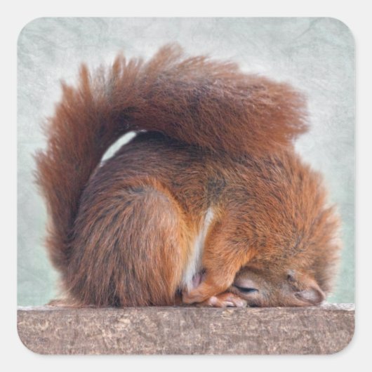 Yoga Eekhoorn Sticker (Voorkant)