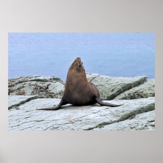 Yoga Fur Seal Poster (Voorkant)