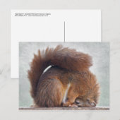 Yoga Squirrel Briefkaart (Voorkant / Achterkant)