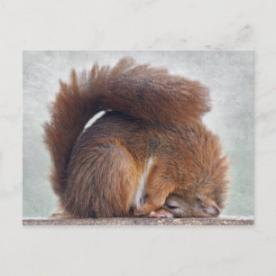 Yoga Squirrel Briefkaart