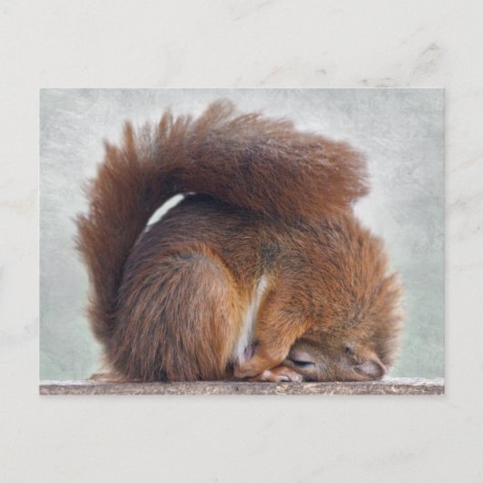 Yoga Squirrel Briefkaart (Voorkant)