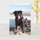 Yogi de Pug Wenskaart - Gefeliciteerd Kaart (Gele Bloem)