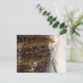 Yolla Bollies met verse sneeuw... Briefkaart (Staand voorkant)