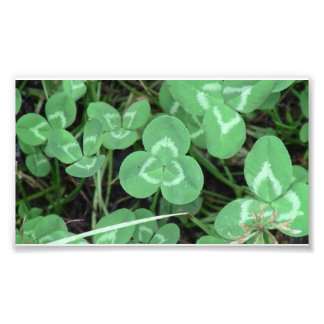Yolly Bolly California Flora Planten Botany Biota Foto Afdruk