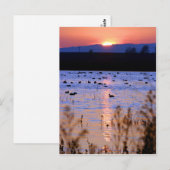 Yolo Wildlife Area Briefkaart (Voorkant / Achterkant)