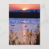 Yolo Wildlife Area Briefkaart (Voorkant)