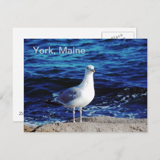York, Maine Briefkaart (Voorkant / Achterkant)