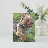 York Terrier Dog Briefkaart (Staand voorkant)