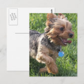 York Terrier Dog Briefkaart (Voorkant / Achterkant)