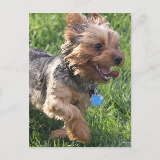 York Terrier Dog Briefkaart (Voorkant)