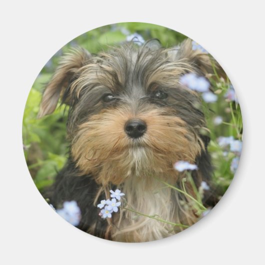 York Terrier Magnet (Voorkant)