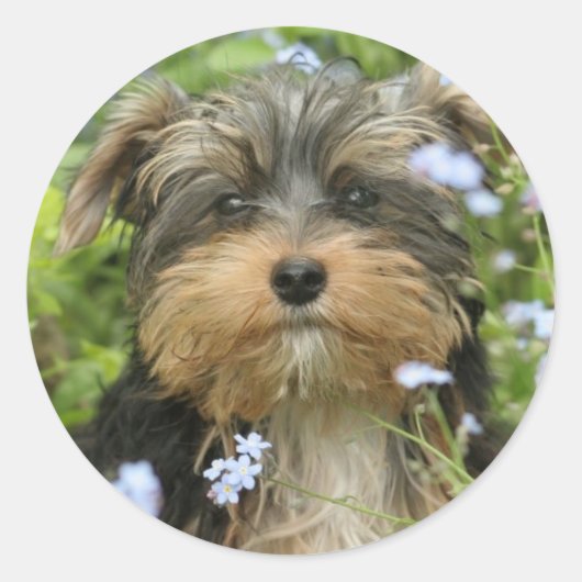 York Terrier-Sticker Ronde Sticker