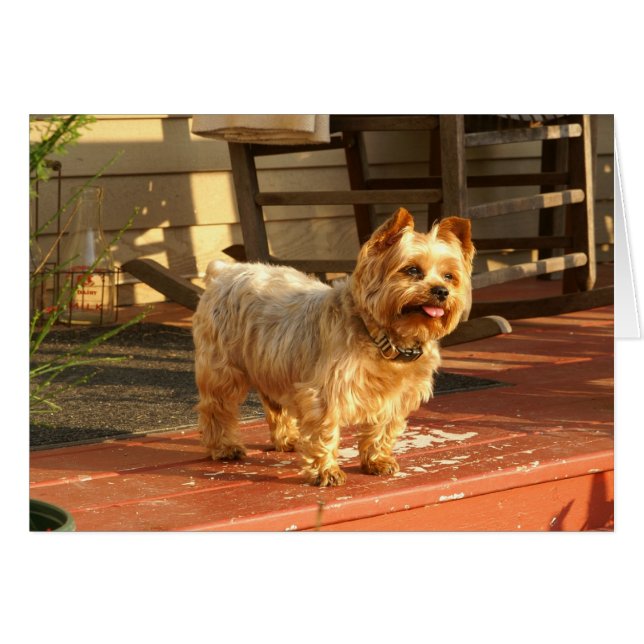 Yorkie (Voorkant Horizontaal)