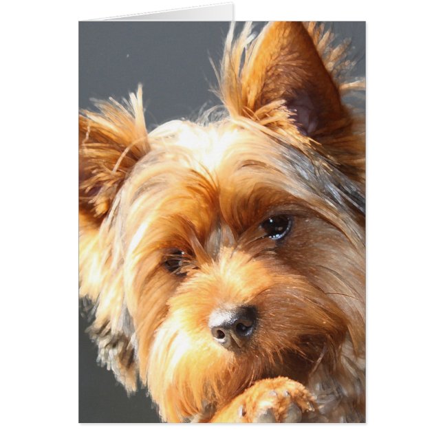yorkie (Voorkant)
