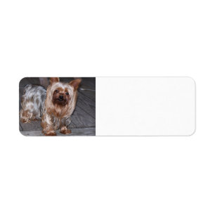 yorkie blauw en bruin full.JPG Etiket