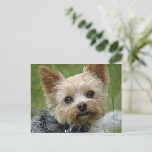 Yorkie Briefkaart (Staand voorkant)