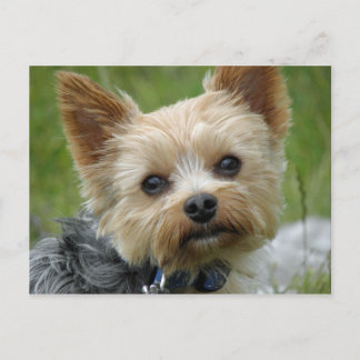 Yorkie Briefkaart