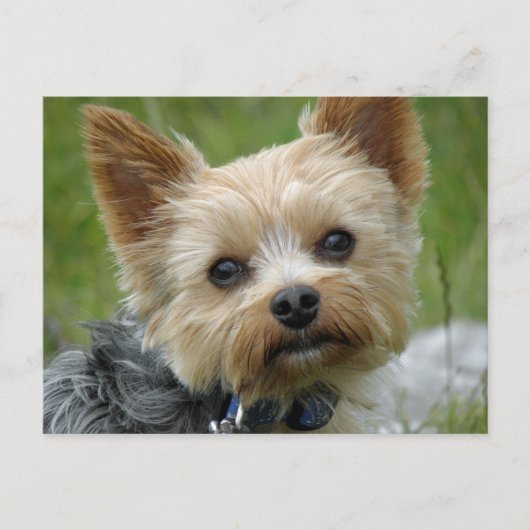 Yorkie Briefkaart (Voorkant)