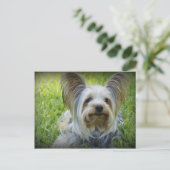 Yorkie Briefkaart (Staand voorkant)