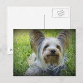 Yorkie Briefkaart (Voorkant / Achterkant)