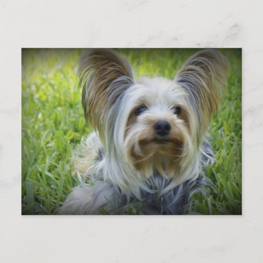 Yorkie Briefkaart (Voorkant)