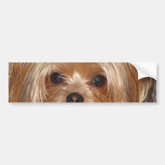 Yorkie Bumpersticker