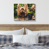 Yorkie Canvas Afdruk (Insitu (Slaapkamer))