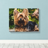 Yorkie Canvas Afdruk (Insitu (Houten vloer))